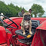 dog, french_bulldog, tractor, seat, steering_wheel, red, outdoor, farm, vehicle, rustic, cloudy_sky, greenery, tree, animal, pet, sitting, close_up, farm_equipment, nature, cute