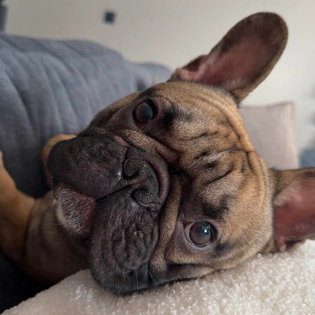 Urio participe au concours pour gagner de l'argent avec cette photo : animal, blanket, brown, close_up, companion, couch, cozy, cute, dog, ears, face, french_bulldog, fur, home, indoor, pet, relaxed, resting, snout, wrinkles