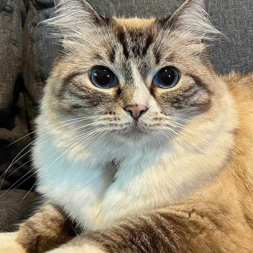 Kitana joined the competition — help win amazing prizes! animal, architecture, armchair, building, cat, chair, couch, cushion, face, furniture, head, homedecor, indoors, kitten, livingroom, manx, person, pet, room, siamese