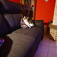 Sidony a rejoint le concours — aidez-le/la à gagner de superbes lots ! animal, cabinet, cat, couch, cozy, decor, floral_pattern, furniture, glassware, heart_shaped_decor, home, indoor, living_room, pet, pillow, red_wall, relaxation, resting, tabby_cat, tile_floor