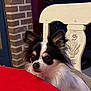 animal, black_and_white, brick_wall, chair, curious, cute, dog, ears, face, fluffy, fur, home, indoor, nose, pet, red_tablecloth, sitting, small_dog, table, wooden_chair
