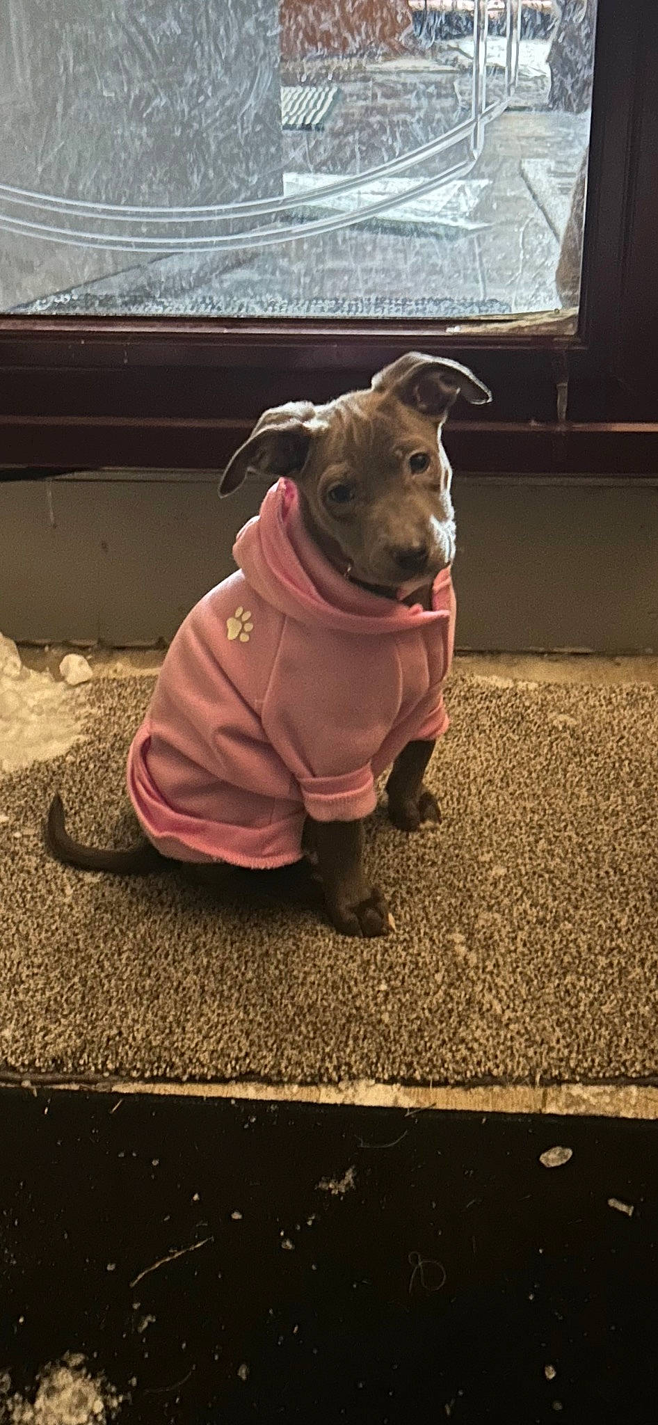 Bel joined the competition — help win amazing prizes! canidae, carnivore, collar, companion_dog, costume, dog, dog_breed, dog_clothes, dog_supply, fawn, liver, pet_supply, snout, soil, sporting_group, suidae, tail, terrestrial_animal, whiskers, working_animal