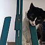 cat, black_and_white, curious, wooden_easel, teal_color, paws, indoor, pet, animal, close_up, furniture, playful, head_tilt, whiskers, claws, household, domestic, cute, portrait, kitten