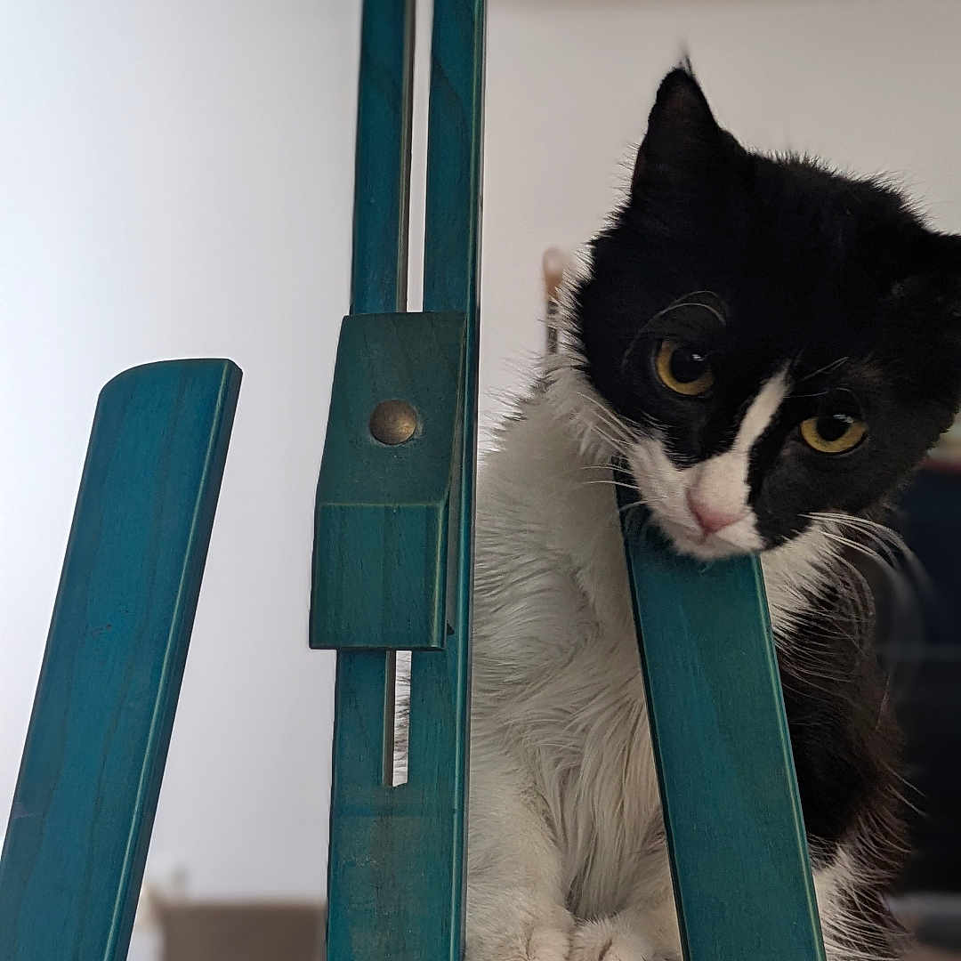 Nina participe au concours pour gagner de l'argent avec cette photo : animal, black_and_white, cat, claws, close_up, curious, cute, domestic, furniture, head_tilt, household, indoor, kitten, paws, pet, playful, portrait, teal_color, whiskers, wooden_easel