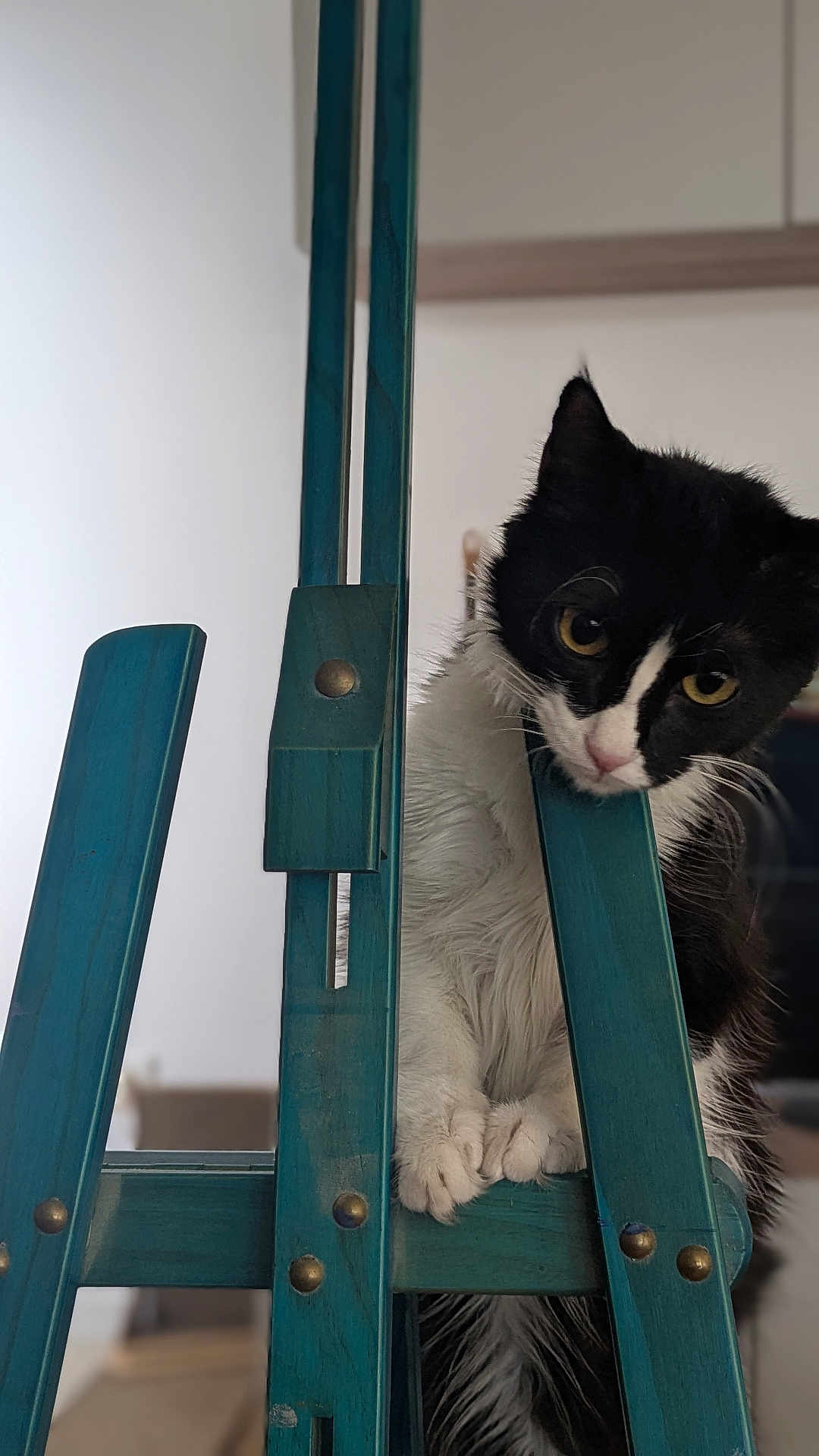 Nina participe au concours pour gagner de l'argent avec cette photo : cat, black_and_white, curious, wooden_easel, teal_color, paws, indoor, pet, animal, close_up, furniture, playful, head_tilt, whiskers, claws, household, domestic, cute, portrait, kitten