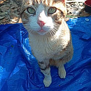 Stupsi is registered to the contest to win money with this photo: cat, tabby, outdoor, blue_tarp, sunlight, green_eyes, animal, pet, whiskers, fur, curious, sitting, nature, leaf_litter, closeup, portrait, domestic_cat, pink_nose, four_legs, daylight
