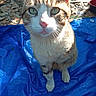 cat, tabby, outdoor, blue_tarp, sunlight, green_eyes, animal, pet, whiskers, fur, curious, sitting, nature, leaf_litter, closeup, portrait, domestic_cat, pink_nose, four_legs, daylight