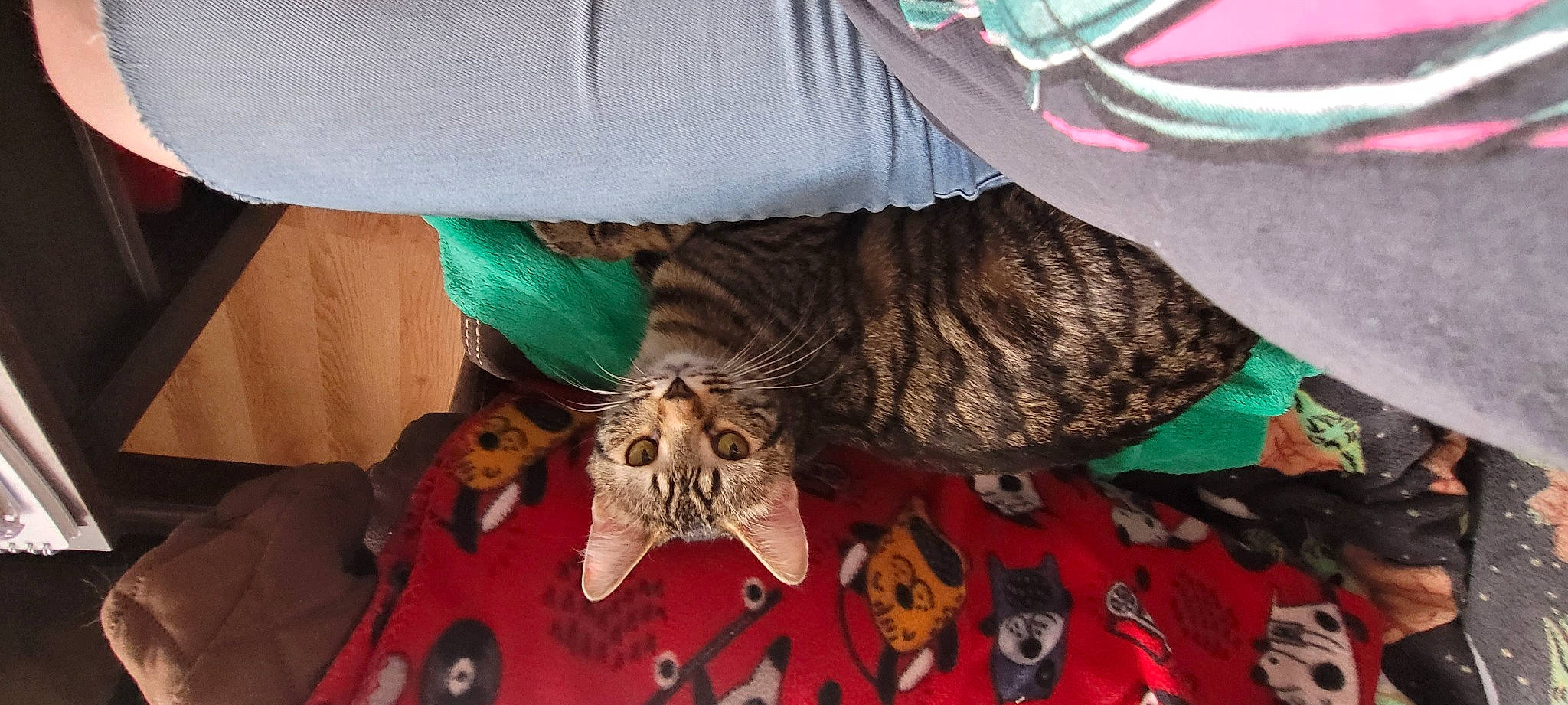 Dot joined the competition — help win amazing prizes! carnivore, cat, comfort, fawn, felidae, fur, human_leg, linens, pattern, room, sleeve, small_to_medium_sized_cats, tail, terrestrial_animal, textile, whiskers