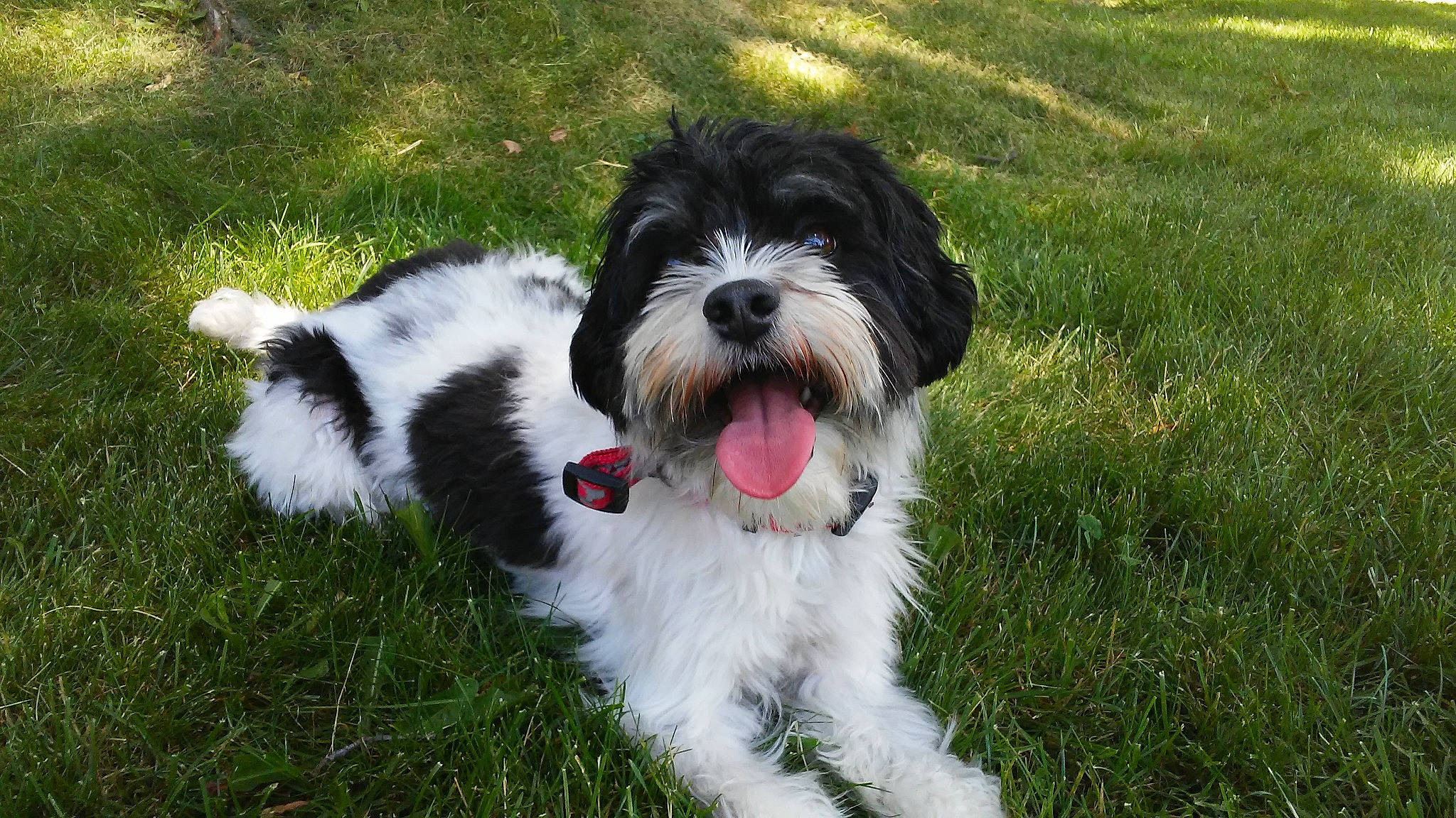 Ozzy is registered to the contest to win money with this photo: carnivore, companion_dog, dog, dog_breed, grass, non_sporting_group, plant, small_terrier, sporting_group, terrier, toy_dog, water_dog, working_animal, working_dog