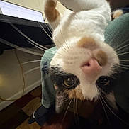 Cali is registered to the contest to win money with this photo: cat, close_up, indoor, whiskers, curious, upside_down, person, computer, laptop, rug, floor, legs, socks, table, light, fur, pet, playful, home, cozy