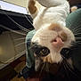 cat, close_up, indoor, whiskers, curious, upside_down, person, computer, laptop, rug, floor, legs, socks, table, light, fur, pet, playful, home, cozy