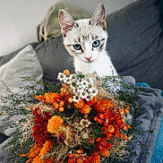 Lilo participe au concours pour gagner de l'argent avec cette photo : animal, blanket, blue_eyes, bouquet, cat, closeup, cozy, curious, cute, domestic_animal, floral_arrangement, flowers, indoor, kitten, nature, orange_flowers, pet, plant, sofa, white_flowers