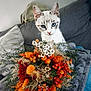 animal, blanket, blue_eyes, bouquet, cat, closeup, cozy, curious, cute, domestic_animal, floral_arrangement, flowers, indoor, kitten, nature, orange_flowers, pet, plant, sofa, white_flowers