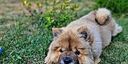 Arcane participe au concours pour gagner de l'argent avec cette photo : animal, brown_fur, canine, cute, daylight, dog, fence, fluffy, garden, grass, greenery, lying_down, nature, outdoor, pet, playful, relaxed, summer, tongue_out, young_dog