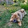 animal, brown_fur, canine, cute, daylight, dog, fence, fluffy, garden, grass, greenery, lying_down, nature, outdoor, pet, playful, relaxed, summer, tongue_out, young_dog
