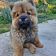 Arcane a rejoint le concours — aidez-le/la à gagner de superbes lots ! animal, chow_chow, concrete, cute, daylight, dog, face, fluffy, fur, garden, grass, greenery, mammal, muddy, nature, outdoor, pet, puppy, sitting, young