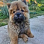 animal, chow_chow, concrete, cute, daylight, dog, face, fluffy, fur, garden, grass, greenery, mammal, muddy, nature, outdoor, pet, puppy, sitting, young