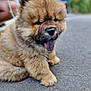 adorable, animal, canine, chow_chow, closeup, companion, cute, dog, fluffy, fur, mammal, outdoor, pavement, pet, portrait, puppy, relaxed, sitting, tongue_out, young