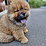 adorable, animal, blurry_background, chow_chow, closeup, cute, dog, fluffy, fur, furry, mammal, outdoor, pavement, pet, portrait, puppy, relaxed, sitting, tongue_out, young