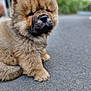 adorable, animal, blurred_background, brown, chow_chow, closeup, cute, dog, fluffy, fur, furry, muzzle, nature, outdoor, pavement, pet, portrait, puppy, sitting, young