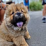 animal, canine, chow_chow, closeup, cute, dog, domestic_animal, fluffy, friendly, furry, happy, mammal, outdoor, pet, playful, portrait, puppy, sitting, tongue_out, young