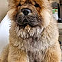 Arcane participe au concours pour gagner de l'argent avec cette photo : adorable, animal, brown, canine, chow_chow, companion, cute, dog, face, fluffy, fur, furry, indoor, mammal, paw, pet, portrait, puppy, sitting, young