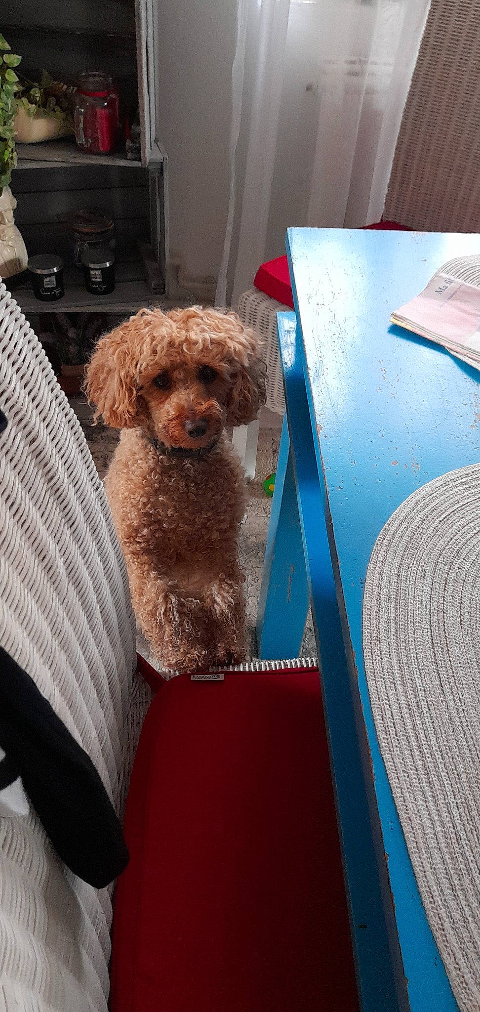 Heidi a rejoint le concours — aidez-le/la à gagner de superbes lots ! carnivore, cockapoo, comfort, companion_dog, dog, dog_breed, electric_blue, fawn, glasses, labradoodle, liver, maltepoo, pet_supply, poodle, publication, room, terrier, toy, toy_dog, water_dog