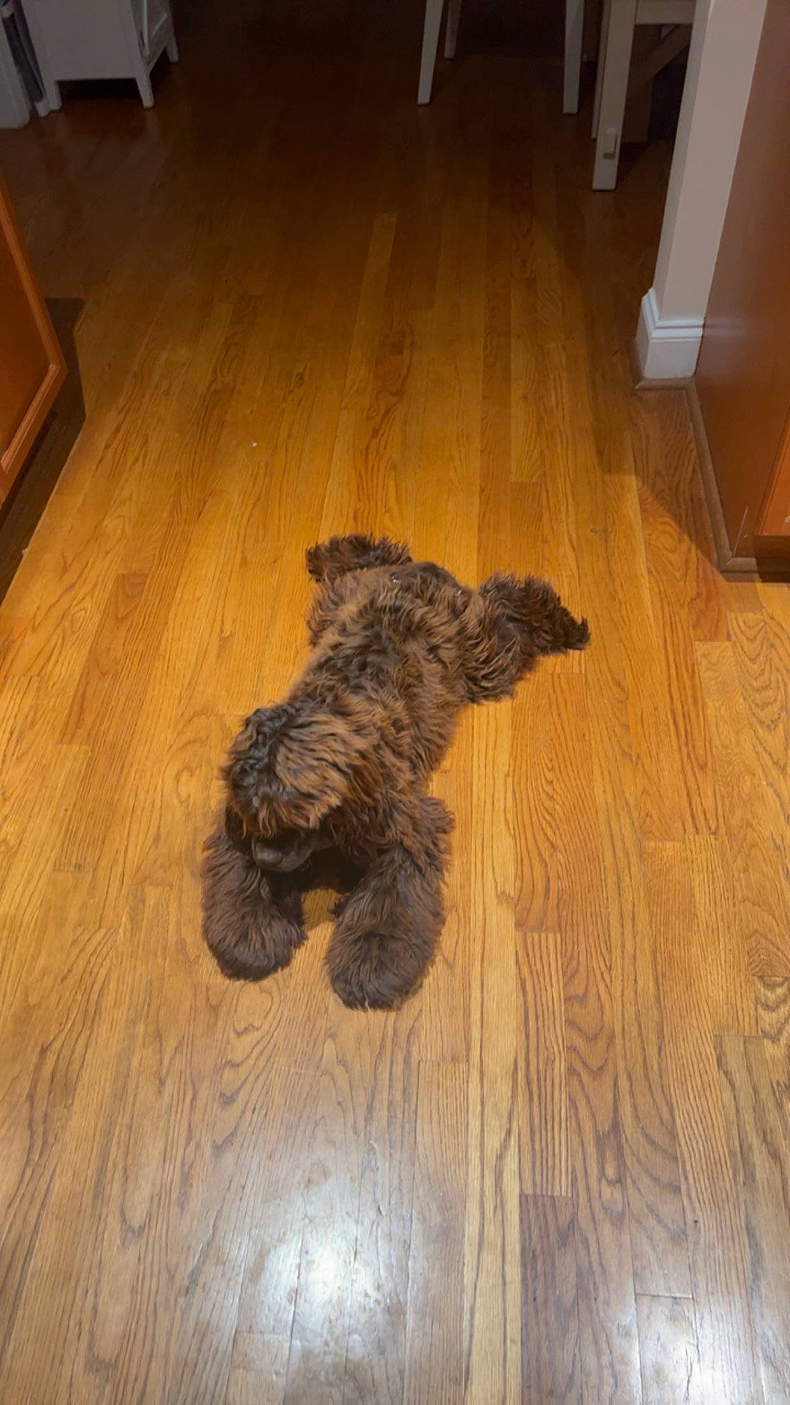 Isaiah is registered to the contest to win money with this photo: carnivore, companion_dog, dog, dog_breed, floor, flooring, fur, hardwood, laminate_flooring, pattern, room, small_terrier, tail, terrier, toy_dog, varnish, water_dog, wood, wood_flooring, wood_stain