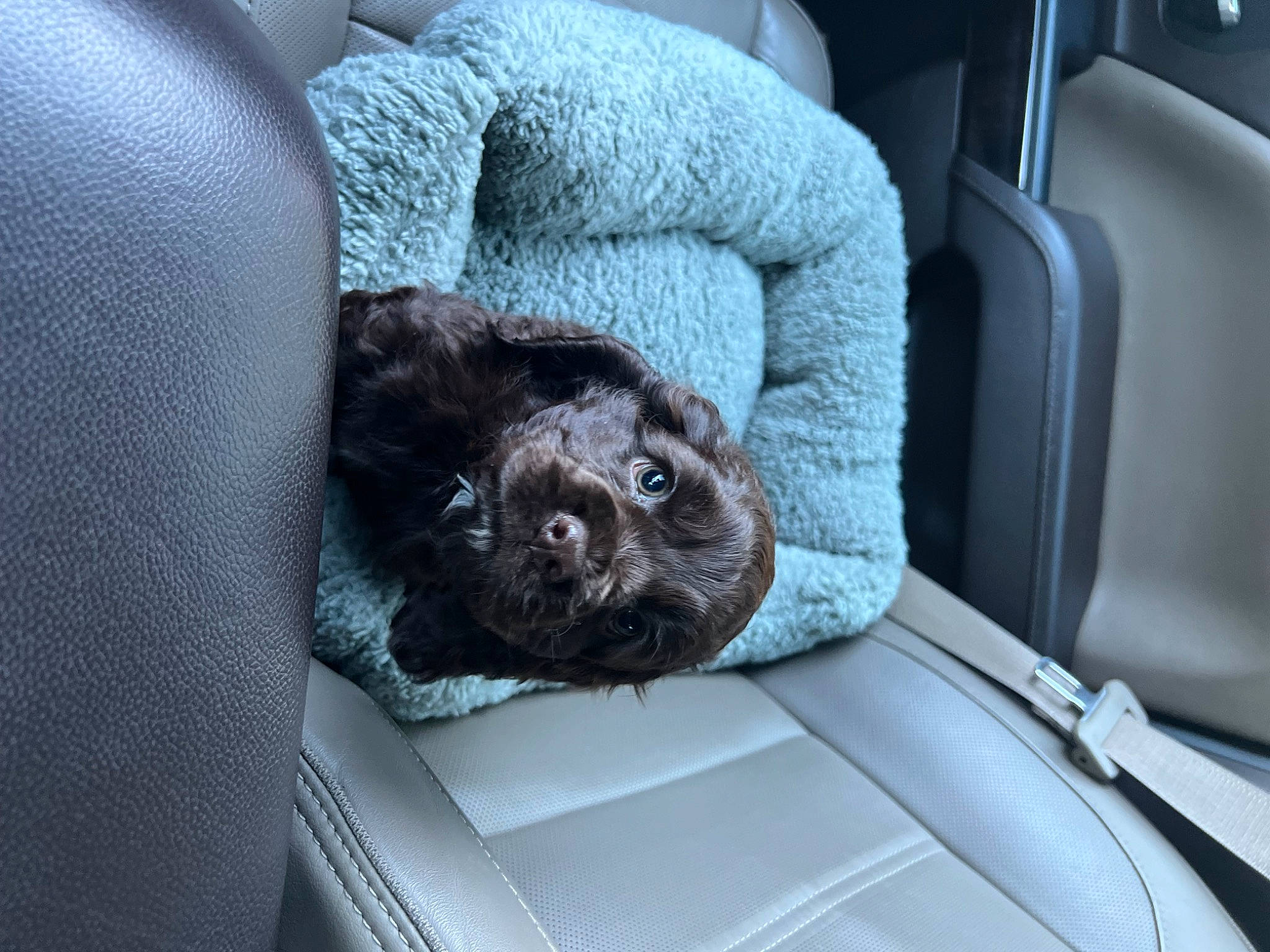 Isaiah is registered to the contest to win money with this photo: auto_part, canidae, car_seat, car_seat_cover, carnivore, chair, comfort, companion_dog, dog, dog_breed, family_car, fur, head_restraint, liver, luxury_vehicle, motor_vehicle, personal_luxury_car, sporting_group, vehicle, vehicle_door