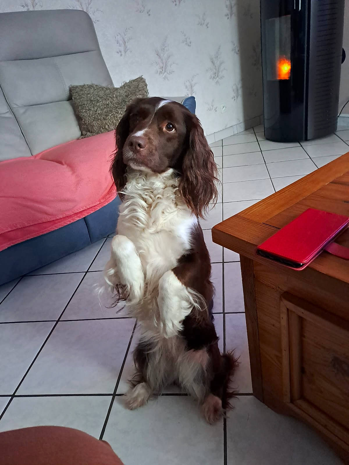 Milka participe au concours pour gagner de l'argent avec cette photo : cabinetry, canidae, carnivore, comfort, companion_dog, couch, desk, dog, dog_breed, dog_supply, drawer, flooring, fur, gun_dog, hardwood, liver, pointing_breed, spaniel, sporting_group, working_animal
