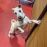 dog, white_dog, playful, indoor, red_floor, wooden_wall, pet_bed, cat, multiple_animals, curious, raised_bed, collar, paw, standing, looking_at_camera, animal_group, floor, pets, canine, feline