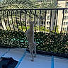 Kane is registered to the contest to win money with this photo: apartment_building, artificial_greenery, balcony, curious, daylight, dog, dumbbell, floor, hind_legs, outdoor, palm_trees, pet, plants, railing, residential, standing, sunny, training_pad, urban, white_dog
