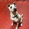 dog, white_dog, collar, pet, animal, sitting, red_floor, ears, tag, indoor, canine, looking_up, paw, fur, nose, alert, companion, friend, waiting, attention