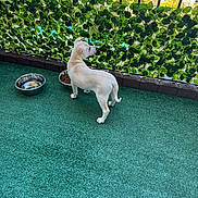 Kane joined the competition — help win amazing prizes! artificial_turf, balcony, curious, daylight, dog, fence, food_bowl, greenery, leafy_screen, metal_bowl, outdoor, pet, puppy, residential, side_view, small_dog, sunny, water_bowl, white_dog, young_dog