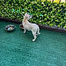 artificial_turf, balcony, curious, daylight, dog, fence, food_bowl, greenery, leafy_screen, metal_bowl, outdoor, pet, puppy, residential, side_view, small_dog, sunny, water_bowl, white_dog, young_dog