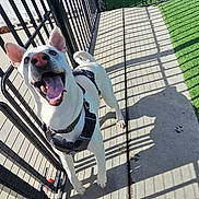 Kane is registered to the contest to win money with this photo: dog, white_dog, harness, fence, concrete, shadow, sunlight, outdoor, happy, smiling, pet, animal, play_area, artificial_grass, balls, daylight, looking_up, canine, leash, metal_fence