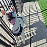 dog, white_dog, harness, fence, concrete, shadow, sunlight, outdoor, happy, smiling, pet, animal, play_area, artificial_grass, balls, daylight, looking_up, canine, leash, metal_fence