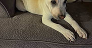 Kane is registered to the contest to win money with this photo: animal, brown, couch, dog, ears, fur, home, indoor, light, looking_away, paws, pet, puppy, relaxing, shadow, shoe, snout, texture, white, wooden_floor