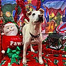 dog, white_dog, christmas, holiday_decorations, santa_plush, red_blanket, green_bow, lantern, tinsel, festive, indoor, decorative_tree, background_scene, cute, pet, celebration, seasonal, holiday, cheerful, festivity
