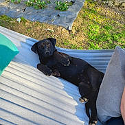 Fidèle a rejoint le concours — aidez-le/la à gagner de superbes lots ! dog, black_dog, hammock, outdoor, garden, grass, cushion, gnome, statue, relaxing, sunlight, pet, animal, nature, resting, paw, canine, backyard, leisure, summer