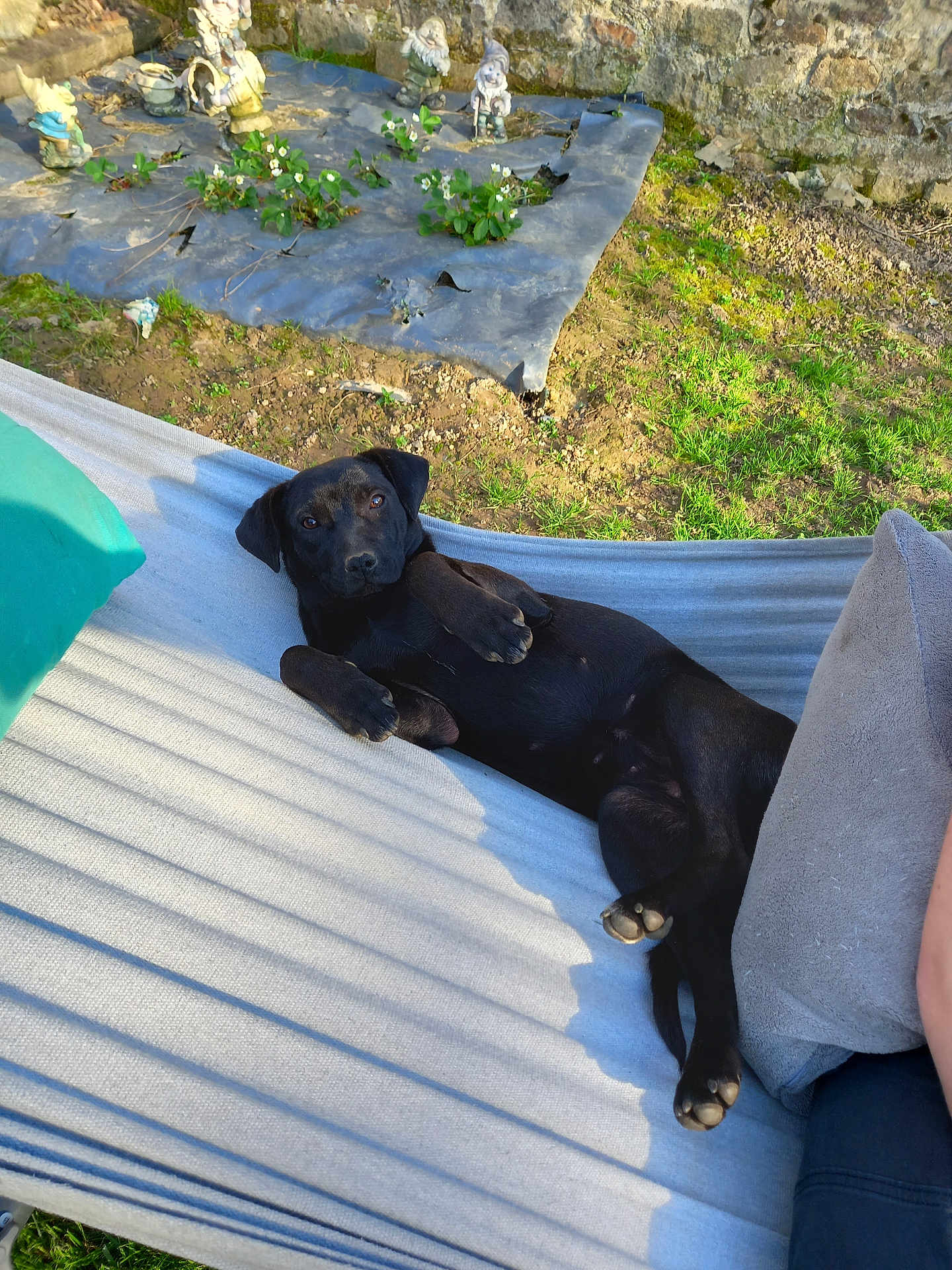 Fidèle a rejoint le concours — aidez-le/la à gagner de superbes lots ! dog, black_dog, hammock, outdoor, garden, grass, cushion, gnome, statue, relaxing, sunlight, pet, animal, nature, resting, paw, canine, backyard, leisure, summer
