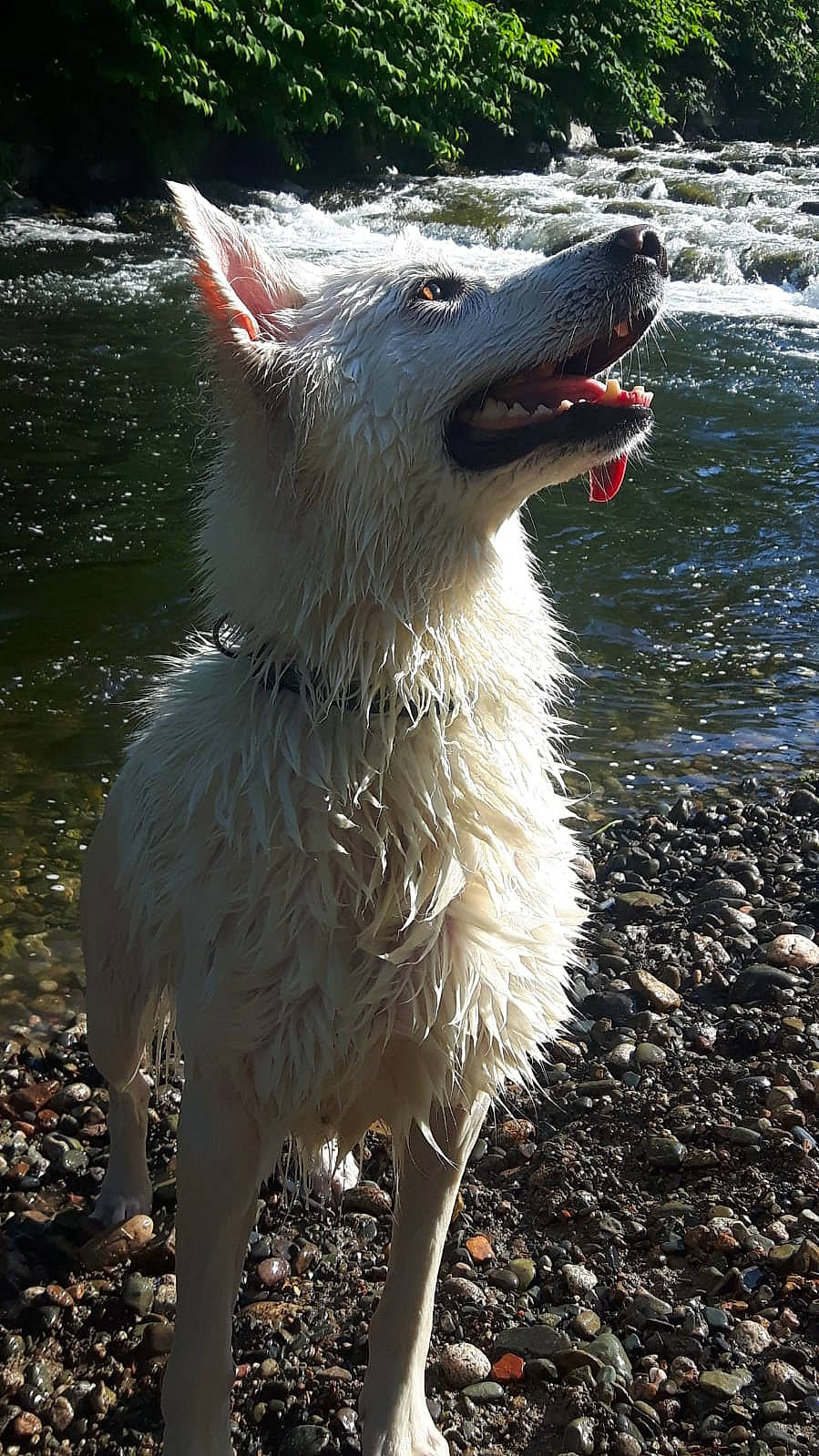 Haska a rejoint le concours — aidez-le/la à gagner de superbes lots ! canidae, carnivore, collar, companion_dog, dog, dog_breed, fur, llama, non_sporting_group, soil, sporting_group, tail, terrestrial_animal, water, whiskers, working_animal