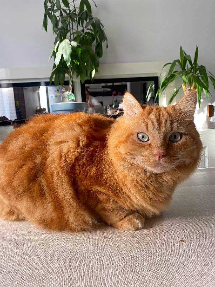 Newton a rejoint le concours — aidez-le/la à gagner de superbes lots ! carnivore, cat, comfort, domestic_short_haired_cat, fawn, felidae, flooring, flowerpot, fur, hardwood, houseplant, paw, plant, sitting, small_to_medium_sized_cats, snout, tail, whiskers, window, wood