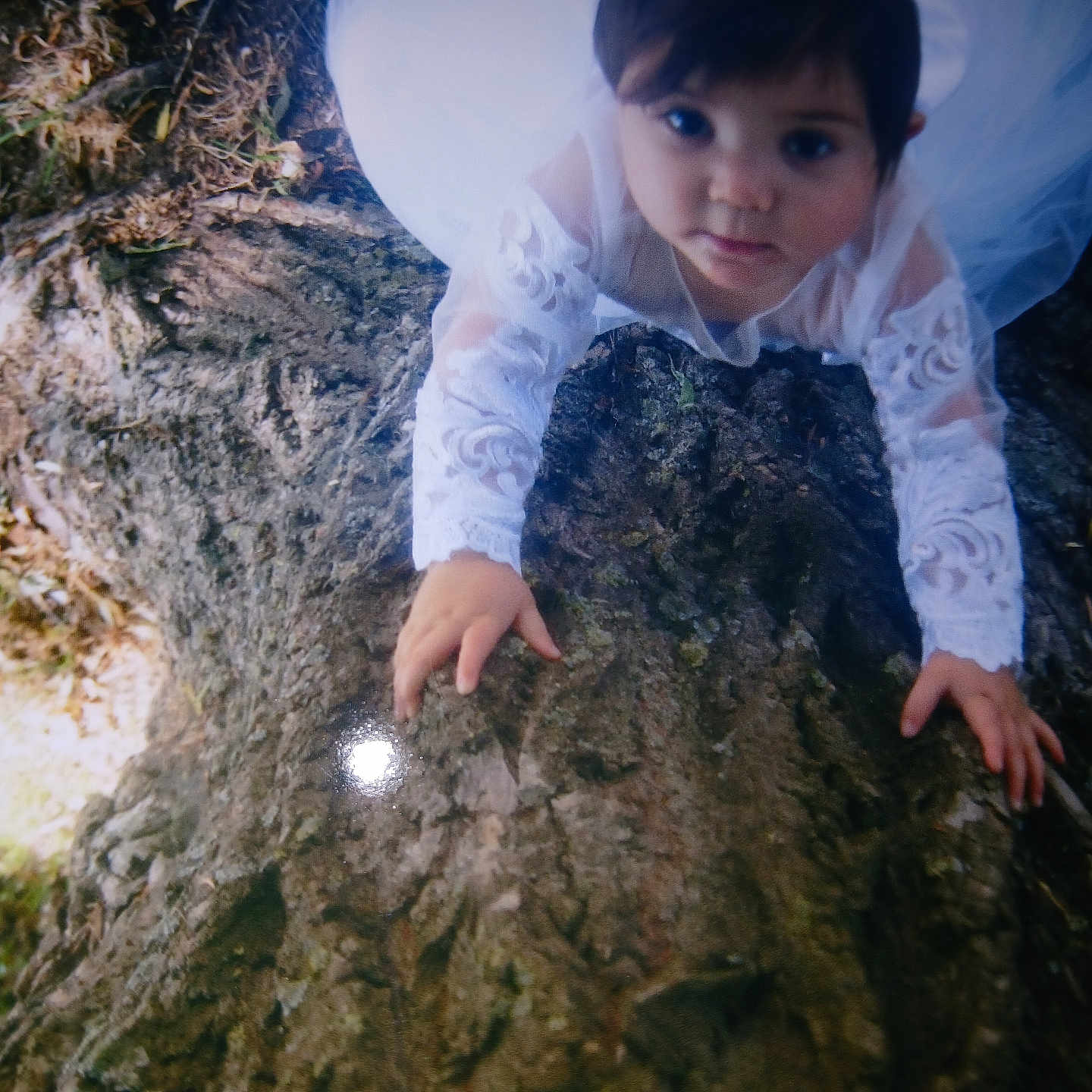 Kayla participe au concours pour gagner de l'argent avec cette photo : bark, child, climbing, curious, daylight, eyes, face, forest_floor, hands, innocence, lace, nature, outdoor, person, portrait, texture, tree, white_clothing, wood, young_child