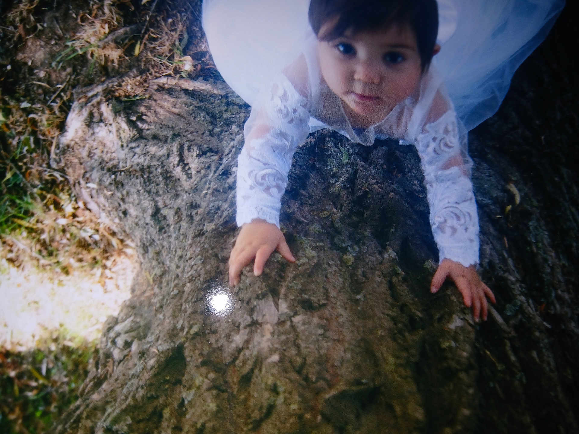 Kayla participe au concours pour gagner de l'argent avec cette photo : child, tree, bark, white_clothing, lace, outdoor, forest_floor, nature, curious, climbing, young_child, portrait, hands, face, eyes, daylight, texture, wood, person, innocence