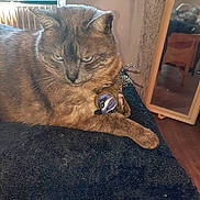 Gaya participe au concours pour gagner de l'argent avec cette photo : animal, bird_toy, cat, closeup, cozy, domestic, expression, feather, fur, furniture, indoor, mirror, paw, pet, radiator, reflection, resting, toy, window, wooden_floor
