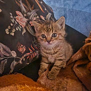 Abby participe au concours pour gagner de l'argent avec cette photo : kitten, tabby, cat, pet, animal, cute, feline, young, fur, whiskers, eyes, indoor, blanket, pillow, floral, cozy, soft, sitting, small, adorable