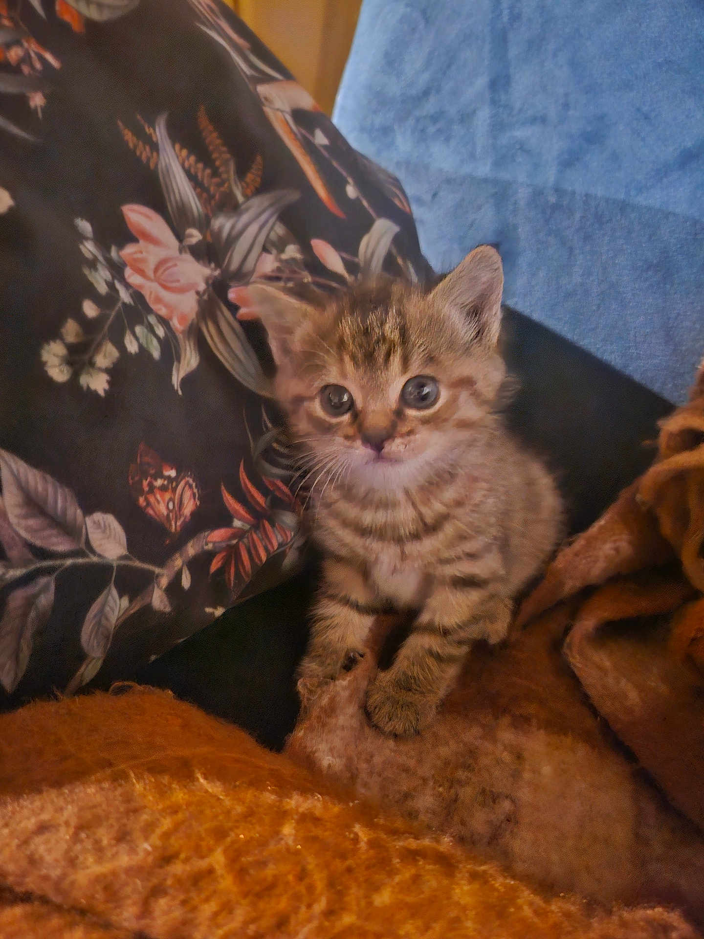 Abby participe au concours pour gagner de l'argent avec cette photo : kitten, tabby, cat, pet, animal, cute, feline, young, fur, whiskers, eyes, indoor, blanket, pillow, floral, cozy, soft, sitting, small, adorable