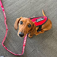 Gus Gus joined the competition — help win amazing prizes! dog, dachshund, emotional_support_animal, vest, leash, brown_dog, pet, animal, indoor, carpet, looking_up, puppy, small_dog, canine, cute, companion, support_animal, red, fur, ears