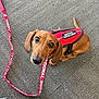 dog, dachshund, emotional_support_animal, vest, leash, brown_dog, pet, animal, indoor, carpet, looking_up, puppy, small_dog, canine, cute, companion, support_animal, red, fur, ears